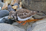 39391AC Turnstone
