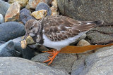 39394AC Turnstone