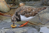 39398AC Turnstone