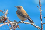 39426AC Northern Wheatear