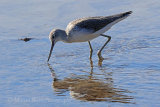 39455AC Greenshank