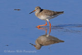 39469AC Redshank