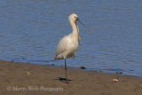 39476AC Spoonbill