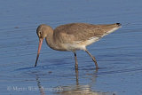 39487AC Black-tailed Godwit