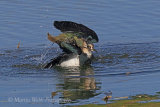 39494AC Lapwing