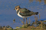 39506AC Lapwing