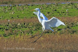 39516AC Great White Egret