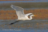 39539AC Great White Egret