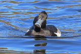 39553AC Tufted Duck