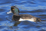 39556AC Tufted Duck