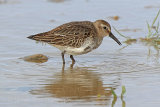 39586AC Dunlin