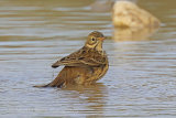 39589AC Meadow Pipit