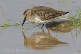 39606AC Dunlin