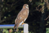 39647AC Common Buzzard