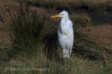 39663AC Great White Egret