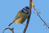 39668AC Blue Tit