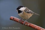 39720AC Coal Tit