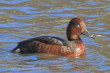 39733AC Ferruginous Duck
