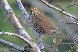39943AC Song Thrush