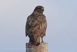 39945AC Buzzard