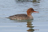 40280AC Red-breasted Merganser