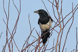 40350AC Magpie