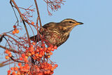 40365AC Redwing