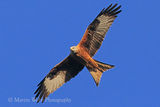 40377AC Red Kite