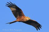 40379AC Red Kite
