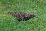 40405AC Starling