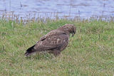 40465AC Buzzard