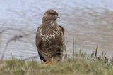 40482AC Buzzard