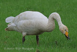 40488AC Whooper Swan