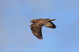 40911AC Buzzard