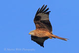 40922AC Red Kite