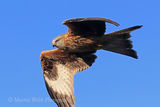 40926AC Red Kite