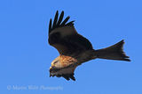 40927AC Red Kite