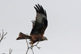 40928AC Red Kite
