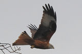 40930AC Red Kite