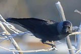 40945AC Jackdaw