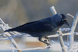 40946AC Jackdaw
