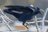 40947AC Jackdaw