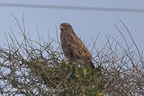 41172AC Buzzard