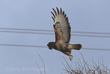 41175AC Buzzard