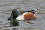 41201AC Shoveler Duck
