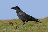 41306AC Raven