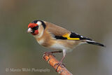 41505AC Goldfinch