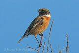 41559AC Stonechat