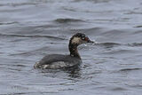41716AC Black-necked Grebe
