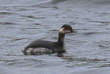 41723AC Black-necked Grebe